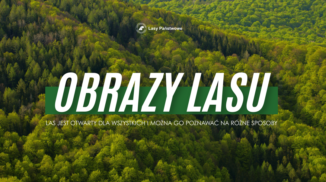 Baner Obrazy Lasu